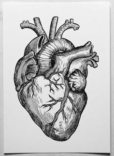 Even Chance Of Drawing A Heart 45 Best Heart Anatomy Images Heart Anatomy Cardiology Nurses