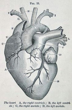 Even Chance Of Drawing A Heart 45 Best Heart Anatomy Images Heart Anatomy Cardiology Nurses