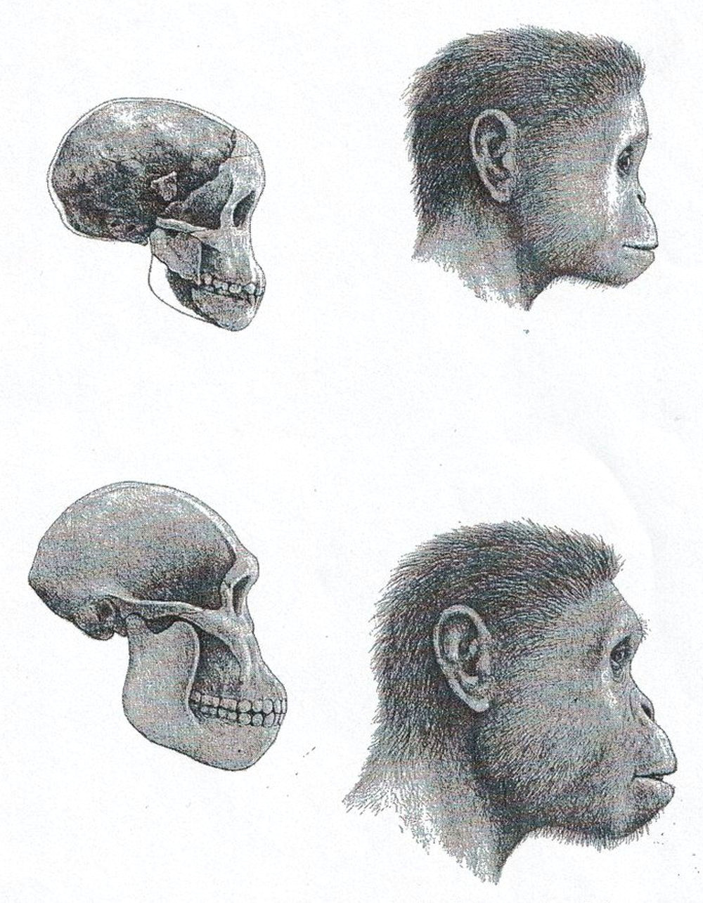 Evo 9 Drawing Australopithecus Africanus Comparison Taung Child top and Sts