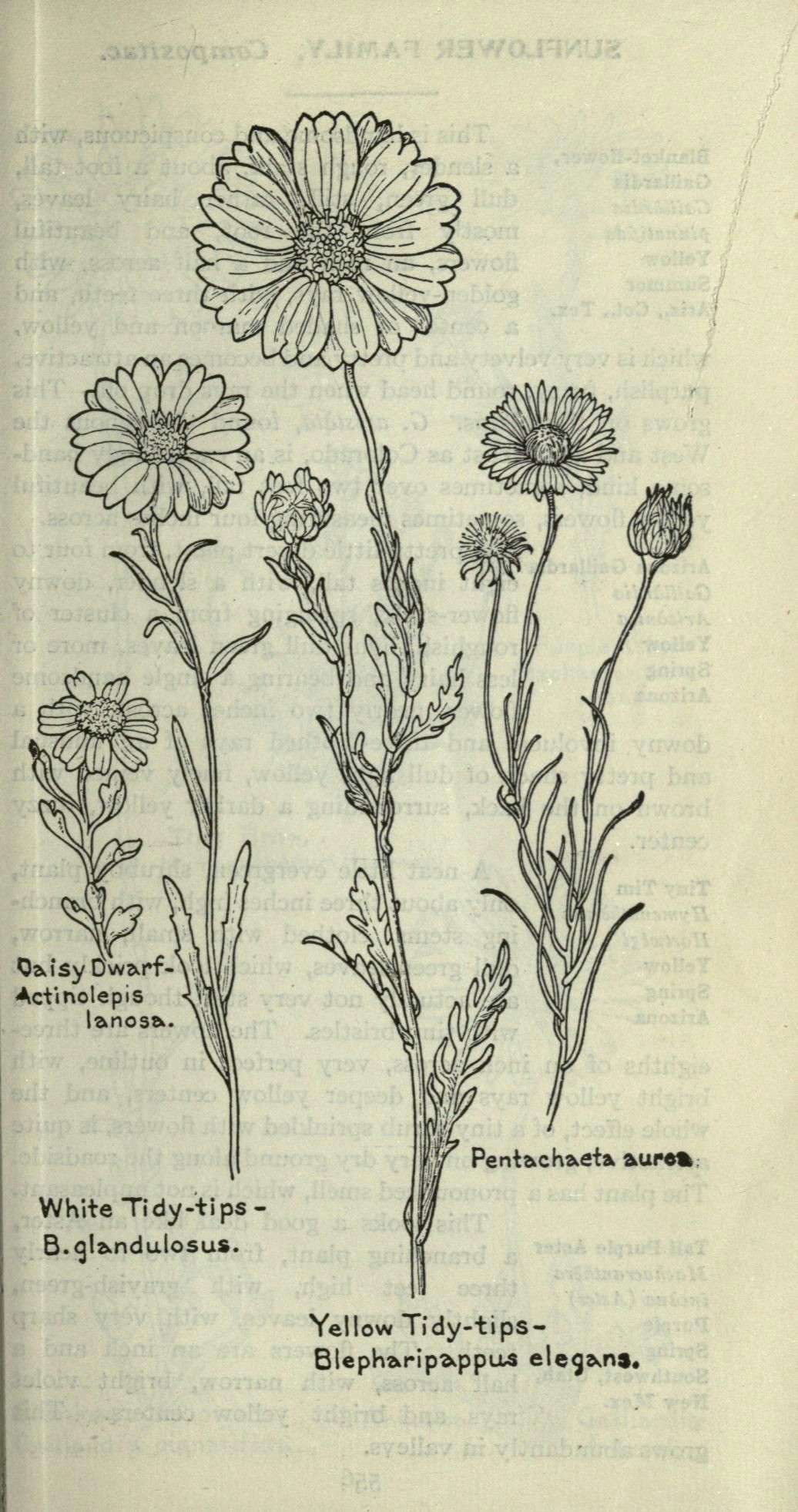 Field Of Yellow Flowers Drawing 1915 Field Book Of Western Wild Flowers Biodiversity Heritage