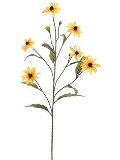 Field Of Yellow Flowers Drawing 49 Best Black Eyed Susan Art Ill Images Black Eyed Susan Bellis