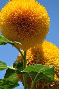 Field Of Yellow Flowers Drawing 83 Best Sunflower Images Sunflowers Drawings Paint