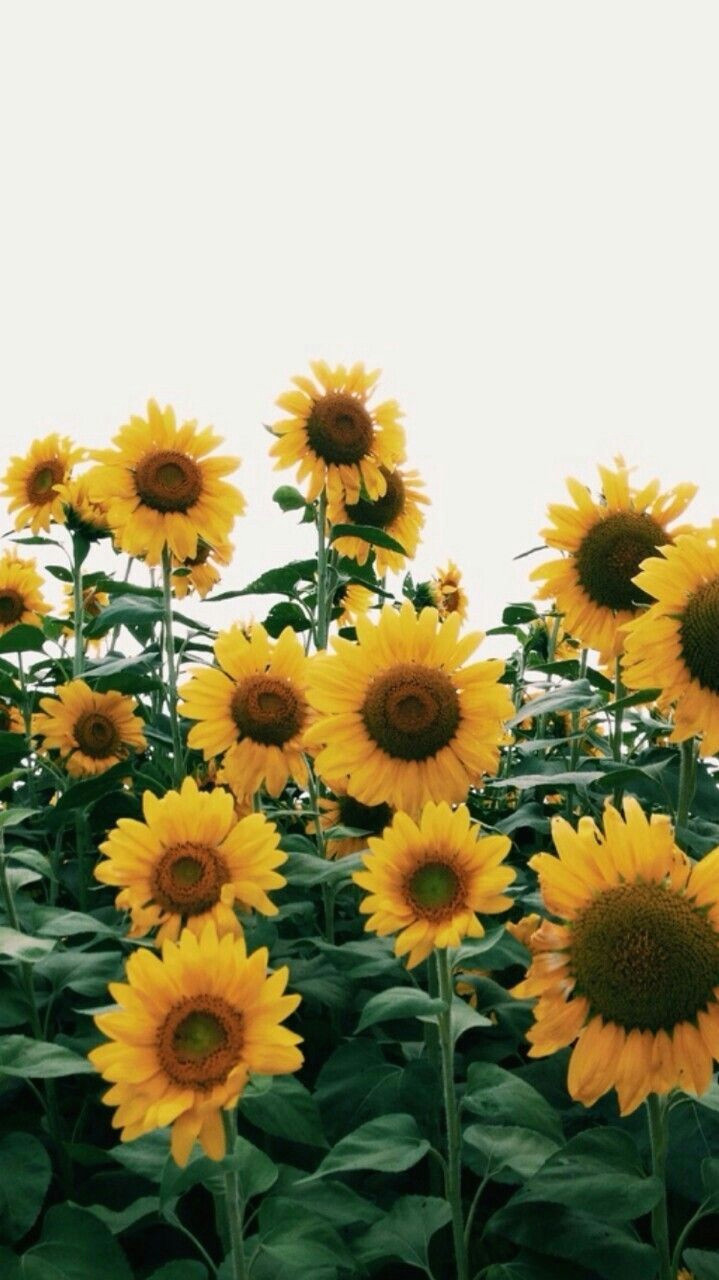 Field Of Yellow Flowers Drawing Sunflowers for Summer iPhonebackgrounds Sunny In 2019 Pinterest