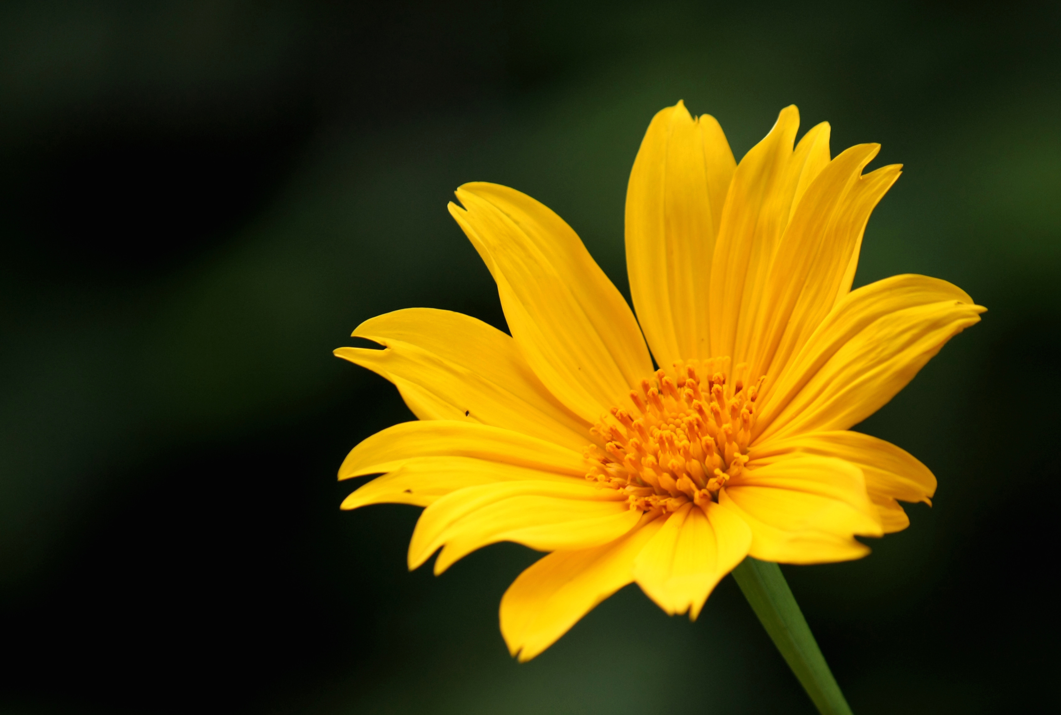 Field Of Yellow Flowers Drawing Tithonia Diversifolia Wikipedia