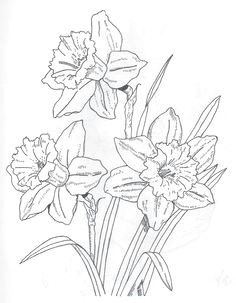 Flowers Drawing 2d 126 Nejlepa A Ch Obrazka Z Nasta Nky Flowers Drawing Of Daffodil