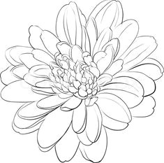 Flowers Drawing Banana 215 Best Flower Sketch Images Images Flower Designs Drawing S