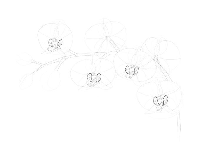 Flowers Drawing Circle How to Draw Flowers the Sexy and Sultry orchid