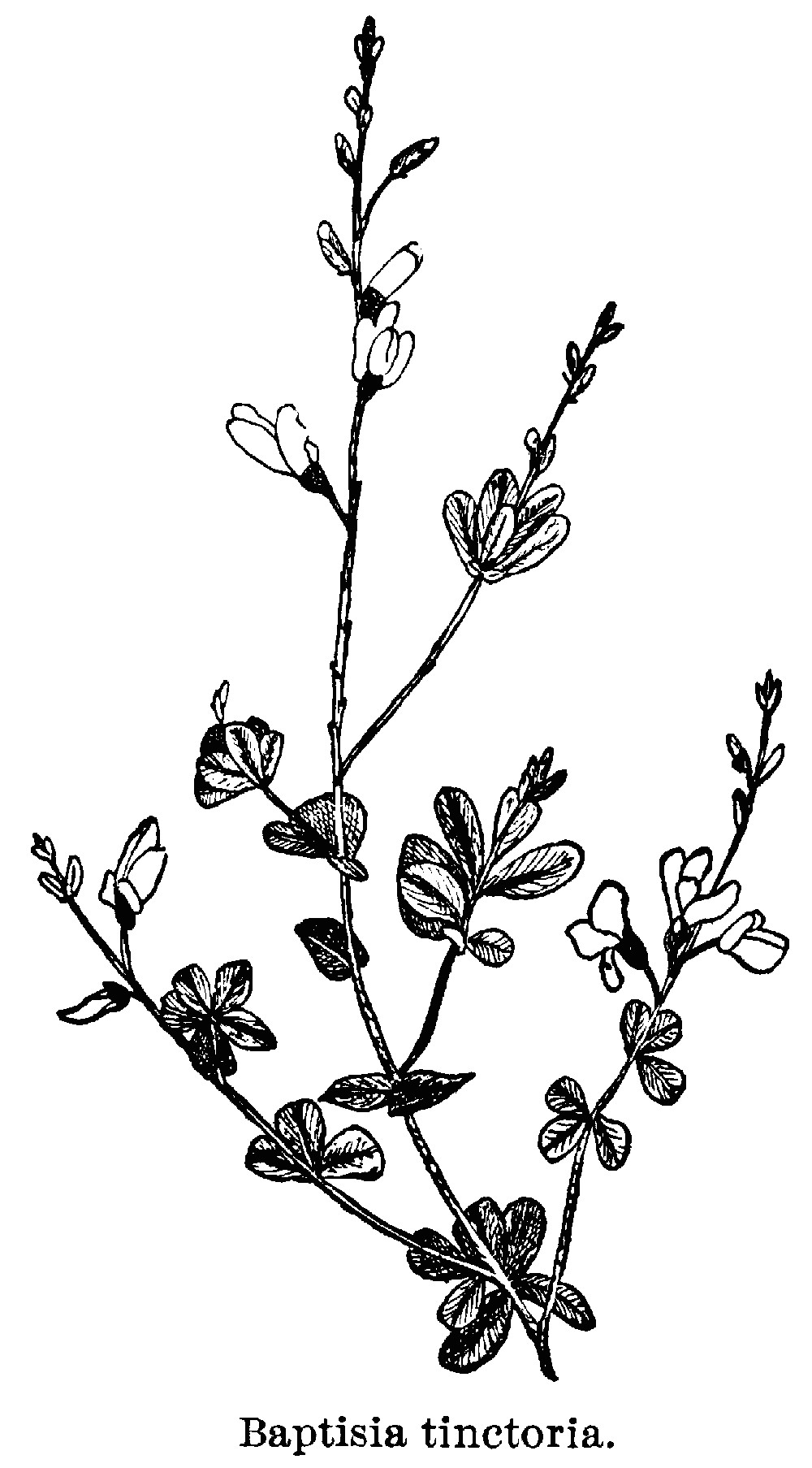 Flowers Drawing Gif Thyme Flower Drawing Flowering Branch Templates Drawings