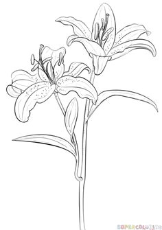Flowers Drawing Guide 87 Best How to Draw Flowers Plants Images Drawing Flowers