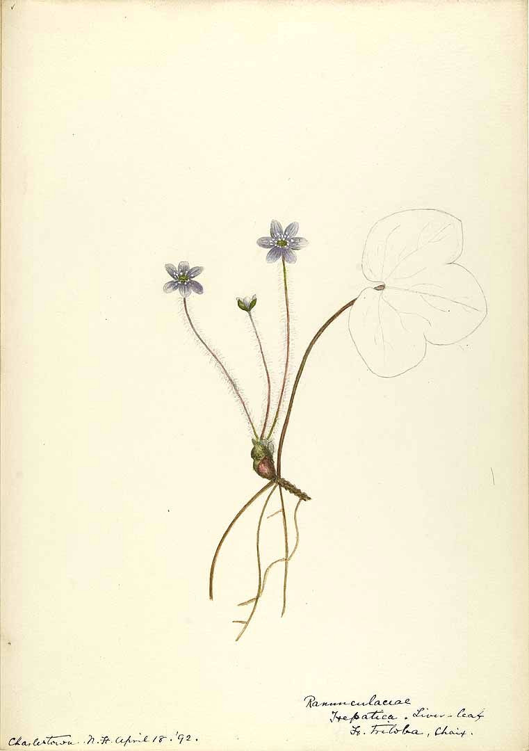 Flowers Drawing Mod 206037 Anemone Hepatica L as Hepatica Triloba Choix Sharp
