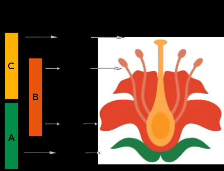 Flowers Drawing Mod Abc Model Of Flower Development Wikipedia