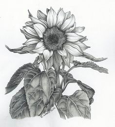 Flowers Drawing Sunflower 84 Best Sunflower Drawing Images In 2019 How to Paint Sunflowers
