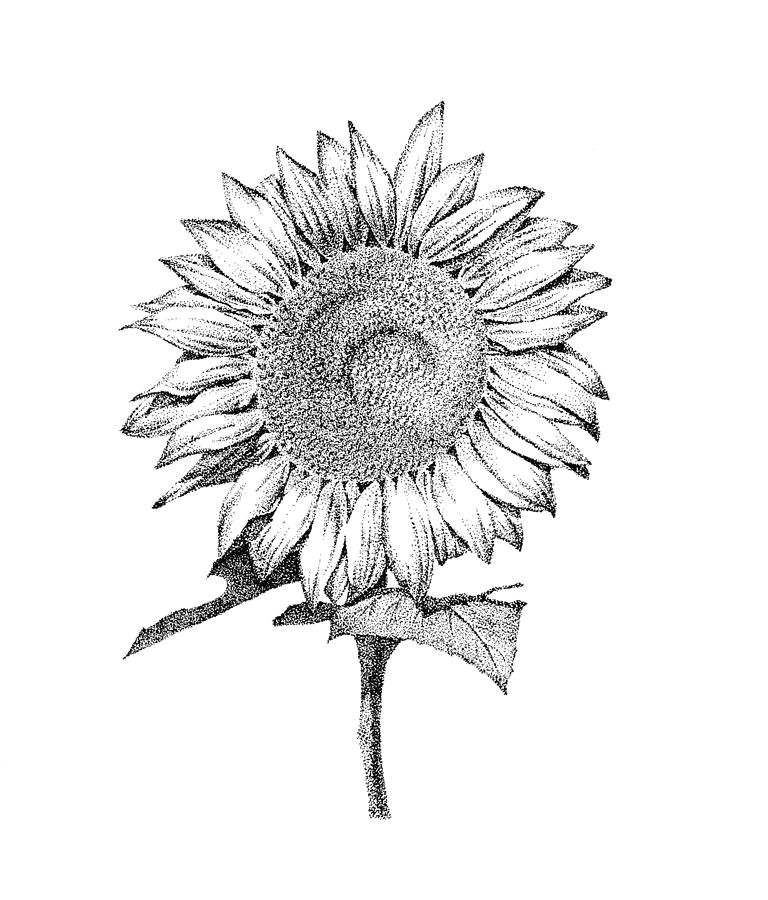 Flowers Drawing Sunflower Sun Flower by Jee Sun Kim Floral Design In 2019 Drawings Flower