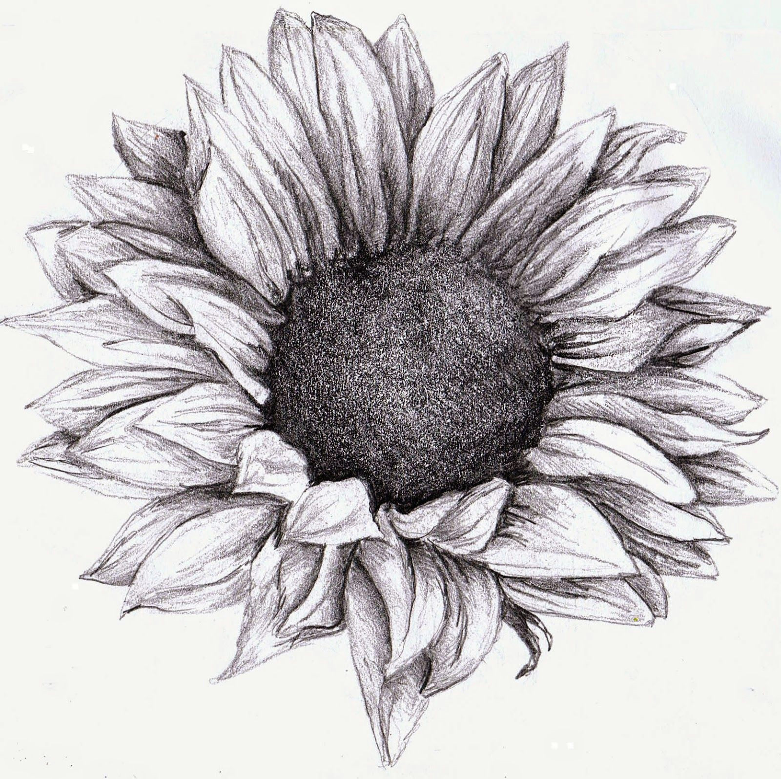 Flowers Drawing Sunflower Sunflower Drawing Google Zoeken Tattoos Tattoos Sunflower
