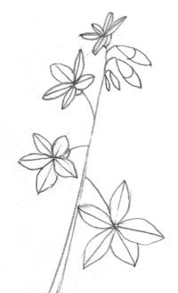 Flowers Growing Drawing 361 Best Drawing Flowers Images Drawings Drawing Techniques