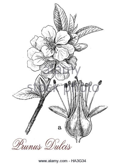Flowers Growing Drawing Pin by Leanne Knipping On Botanical Art Pinterest Botanical Art
