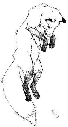 Fox Drawing Tumblr 76 Best Fox Sketches Images Fox Tattoos Art Drawings Drawing S