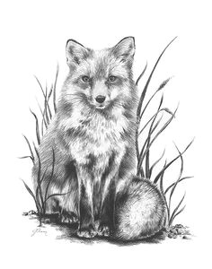 Fox Drawing Tumblr 76 Best Fox Sketches Images Fox Tattoos Art Drawings Drawing S