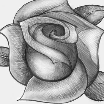 Free Drawing Of A Rose How to Sketch A Rose Step by Step Sketch Drawing Technique Free