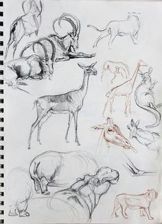 Gesture Drawing Dogs 2552 Best Animal Reference Images Drawings Draw Animals Drawing