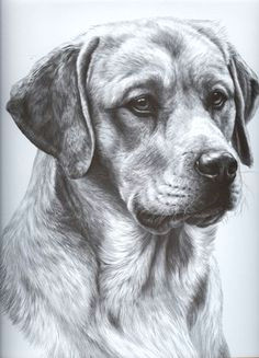 Good Drawing Of A Dog 101 Best Drawings Of Dogs Images Pencil Drawings Pencil Art