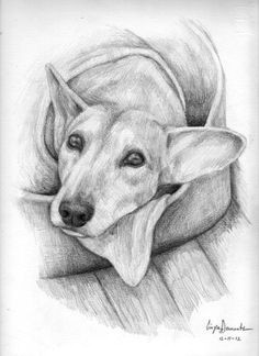 Good Drawing Of A Dog 37 Best Dog Sketches Images Pencil Drawings Graphite Drawings