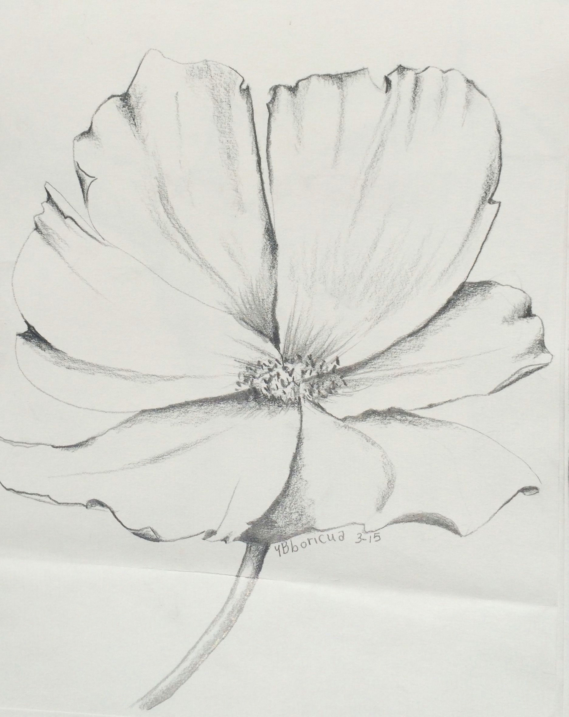 Graphite Drawing Flowers Flower 7 Artist Ybboricua Description original Pencil Drawing