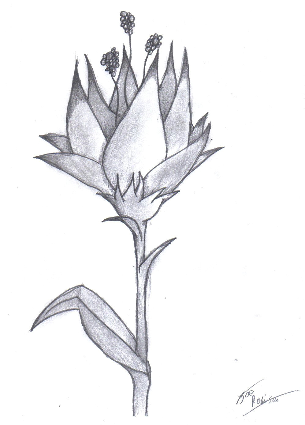 Graphite Drawings Of Flowers Pencil Drawing Of A Flower Amazing Pencil Drawings Flowers