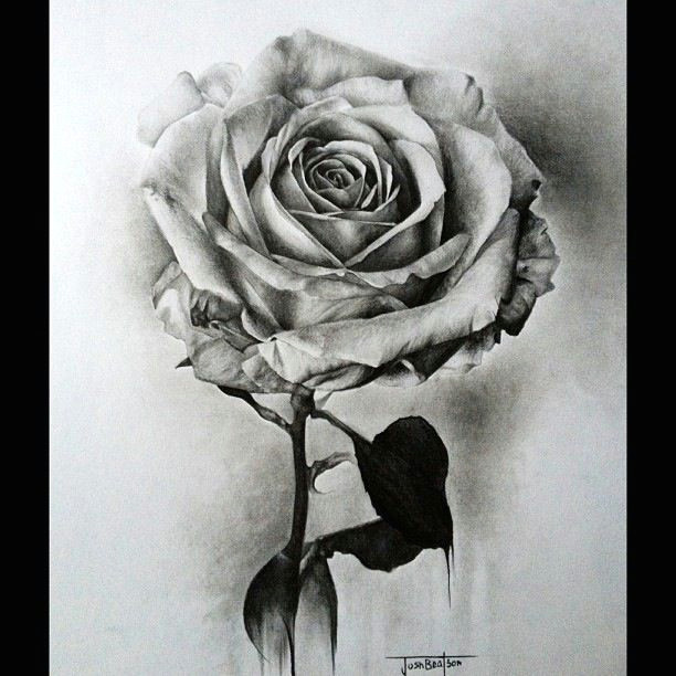 Graphite Pencil Drawings Of Flowers 25 Beautiful Rose Drawings and Paintings for Your Inspiration