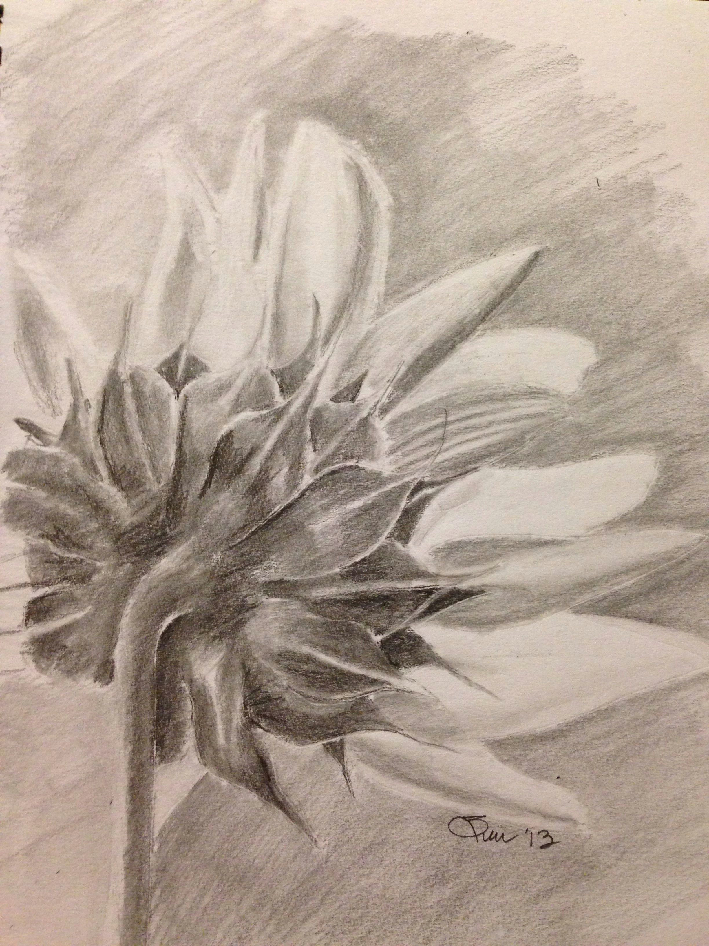 Graphite Pencil Drawings Of Flowers Sunflower Pencil Drawing Art My Creations Drawings Pencil
