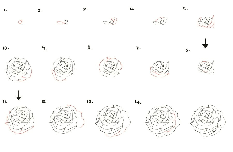 Guided Drawing Of A Rose How to Draw A Flower Dr Odd