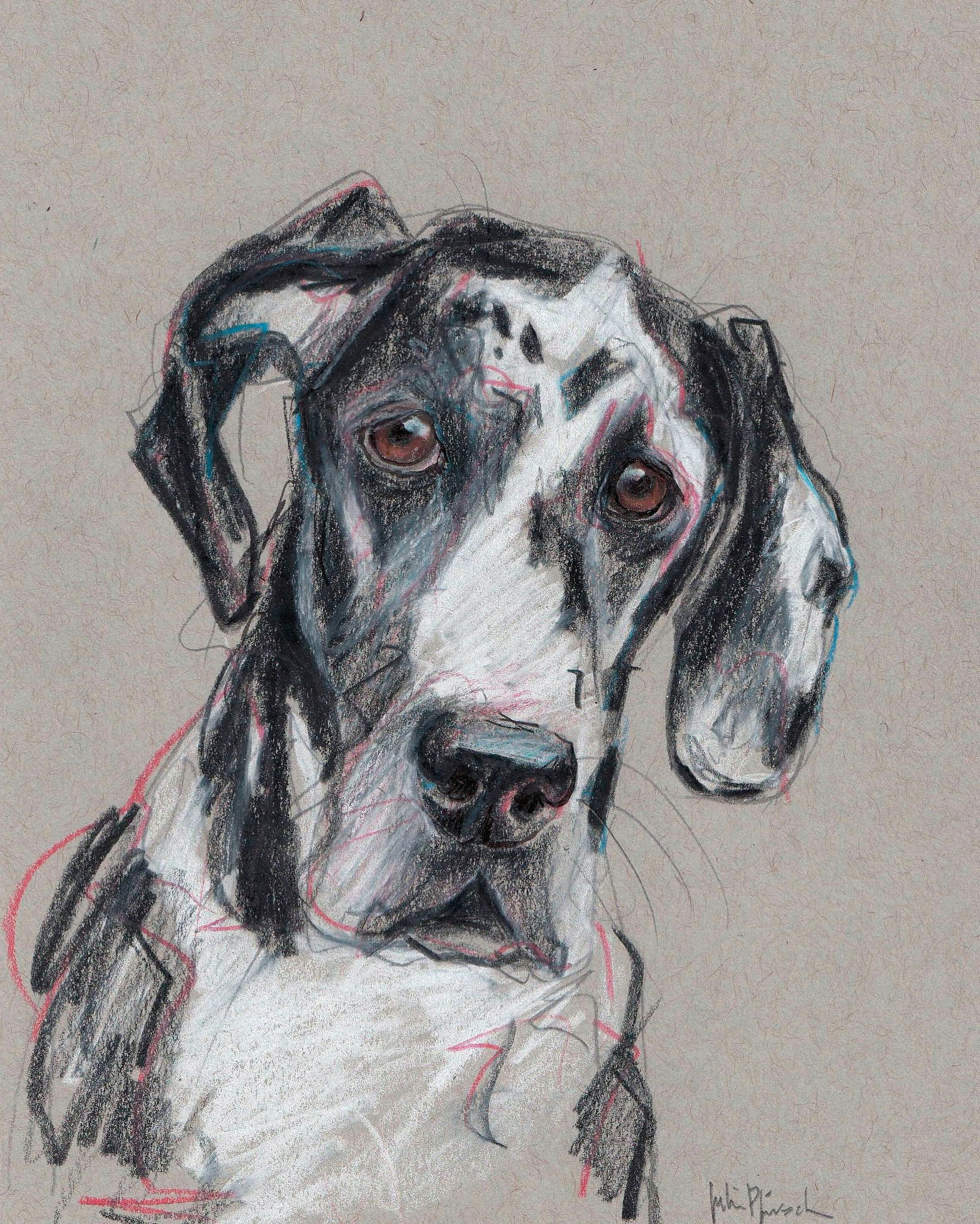 Hand Drawing Of A Dog Spock Pet Portrait Hand Drawn Commission Art by Julie Pfirsch Great