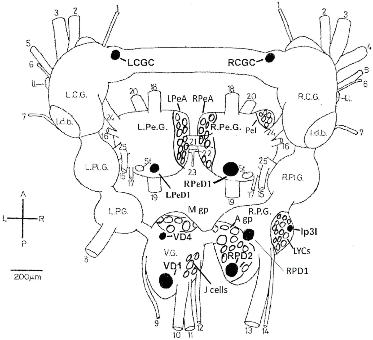 Harris J Drawing Frontiers Sense and Insensibility An Appraisal Of the Effects Of