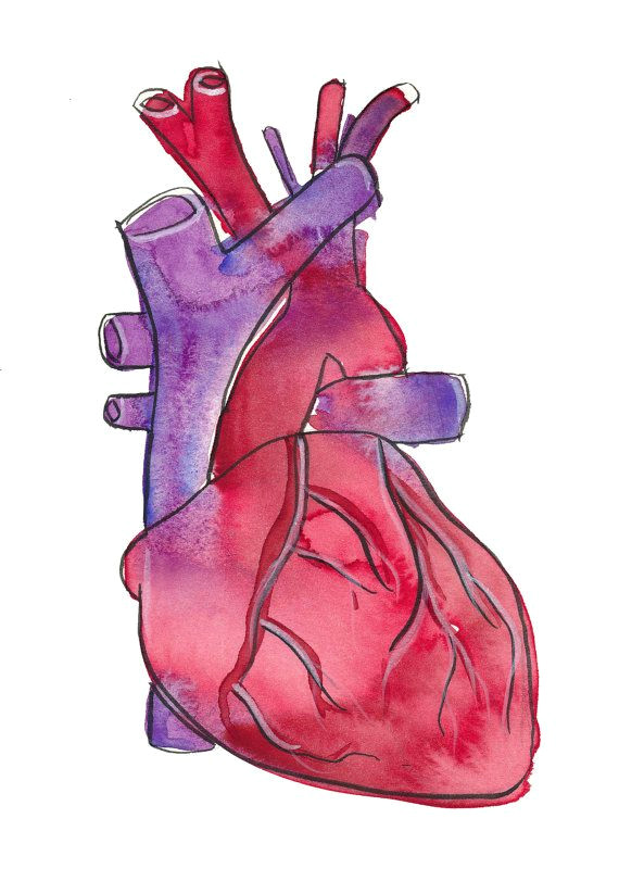 Heart Drawing Watercolor Have A Heart Signed Archival Anatomical Heart Illustration Fine Art