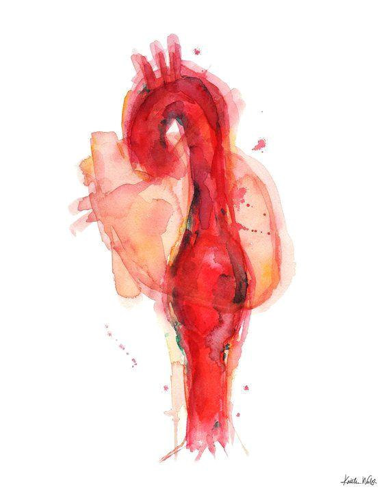 Heart Drawing Watercolor Thoracic Aneurysm Watercolor Print Vasculature Watercolor Art