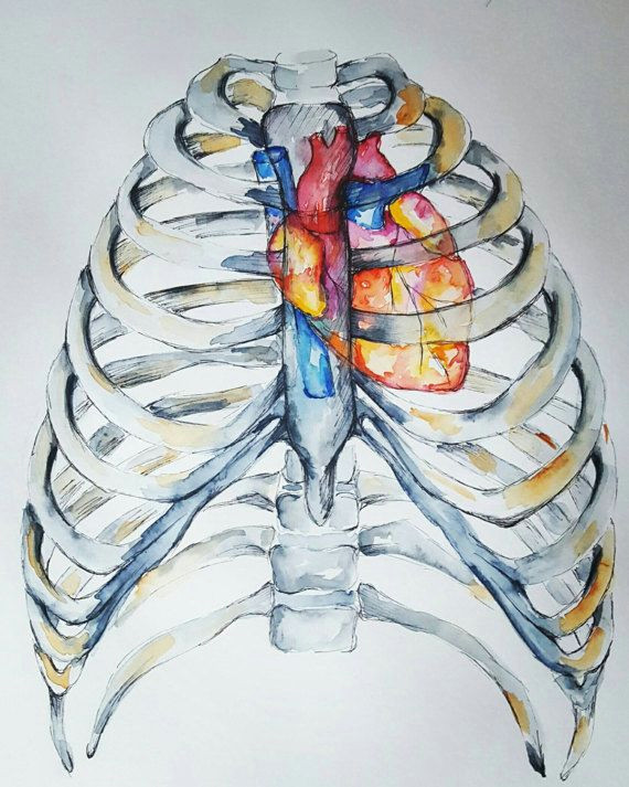 Heart Drawing Watercolor Watercolour Anatomy Art Heart In Ribcage Crtezi Pinterest