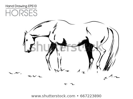 Horse Drawing Cartoons Hand Drawn Vector Illustration Od Horse Stock Vector Royalty Free