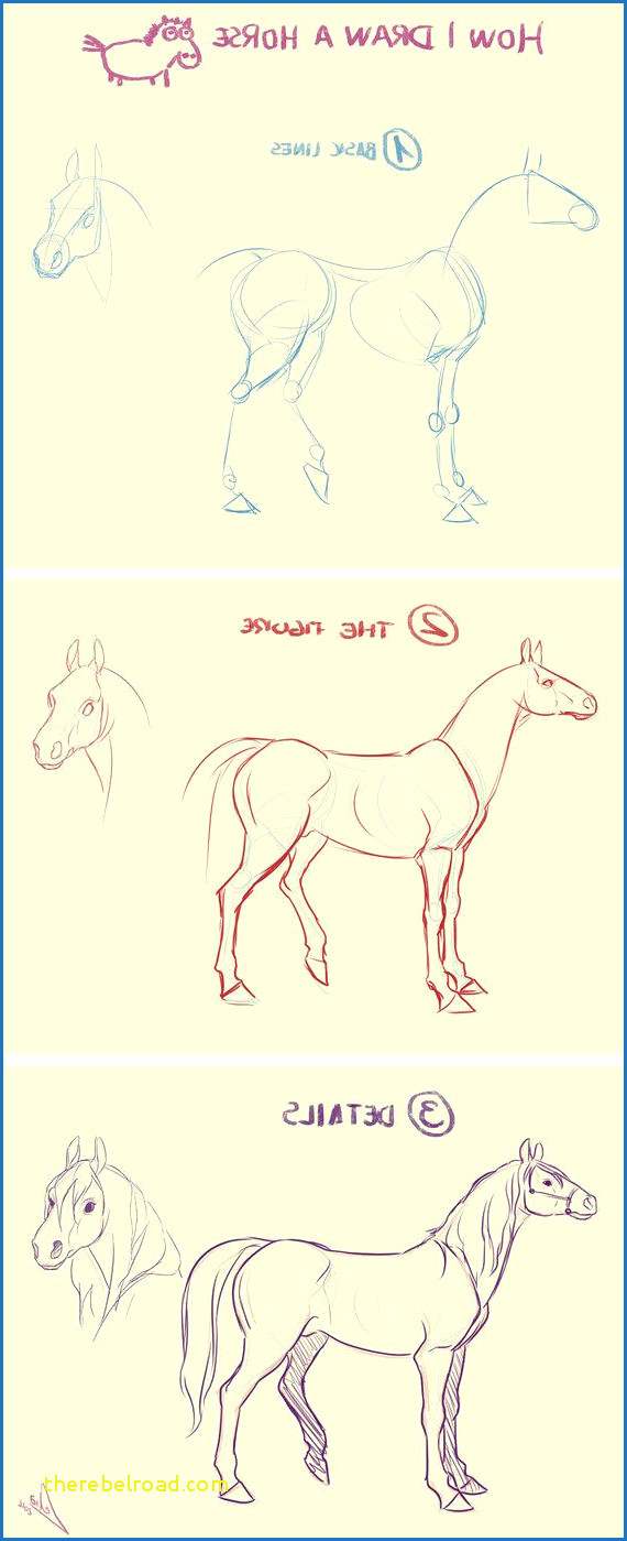 Horse Drawing Cartoons Horse Drawing