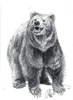 I M Drawing A Bear 50 Best Bear Sketches Images Animal Drawings Bear Sketch Bear Art