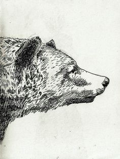 I M Drawing A Bear 50 Best Bear Sketches Images Animal Drawings Bear Sketch Bear Art