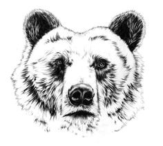 I M Drawing A Bear 50 Best Bear Sketches Images Animal Drawings Bear Sketch Bear Art