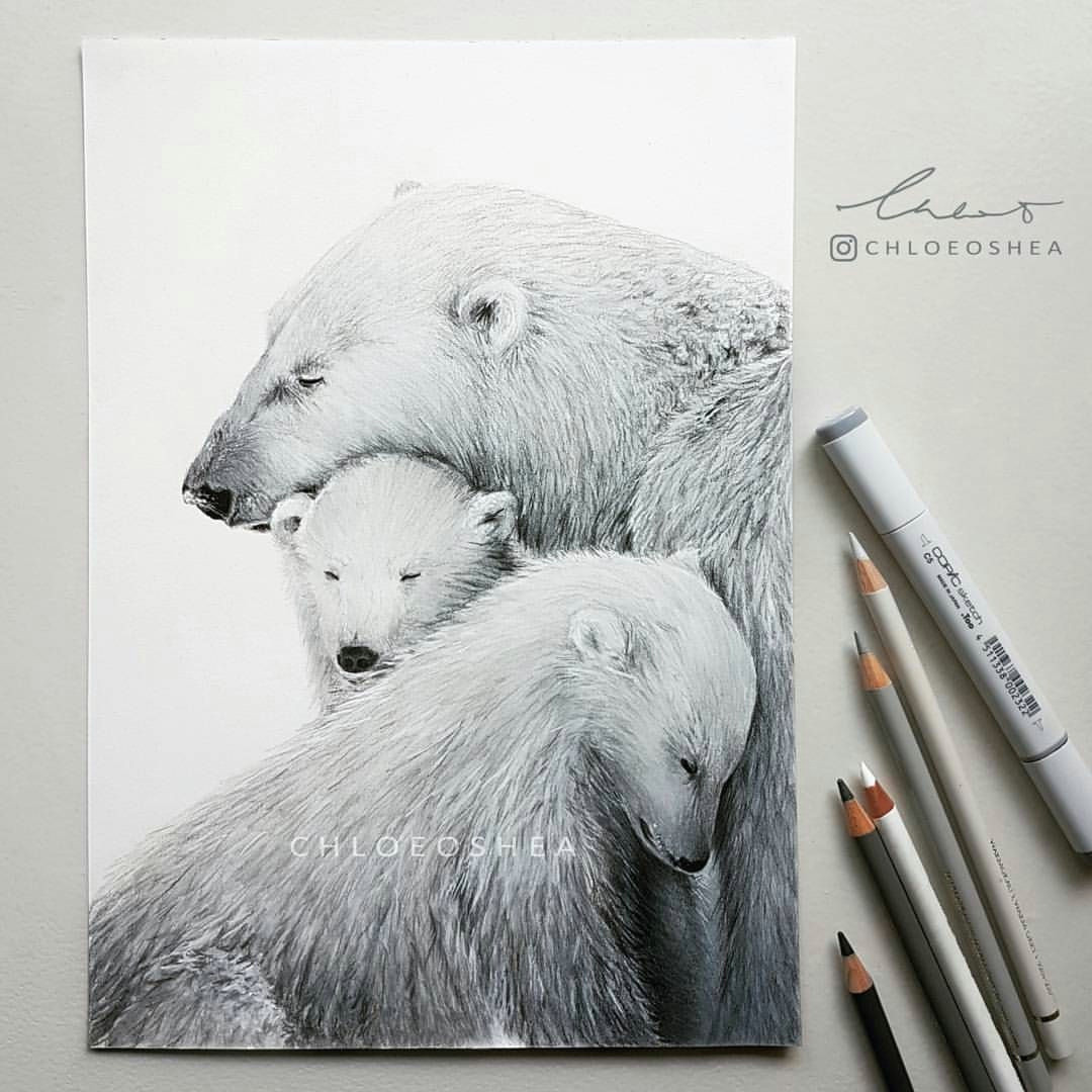I M Drawing A Bear Polar Bear Family Wet Cold Snuggling for Warmth A Started This 2