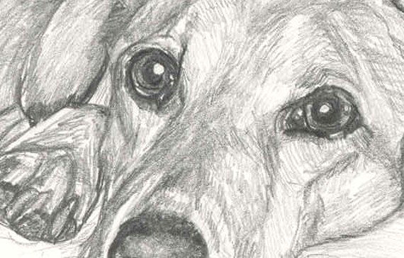 In Drawing Things to A Close Custom Pet Portrait Close Up In Graphite A C Deb Gardner Www