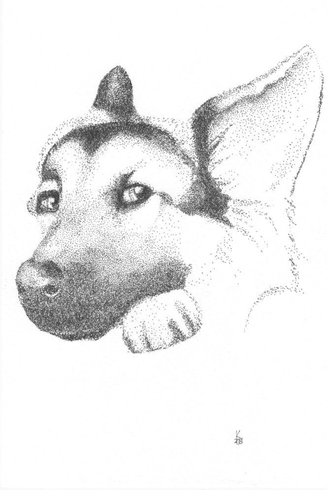 Ink Drawing Dogs German Shepherd Pointillism Drawing by Kc Gillies Drawings
