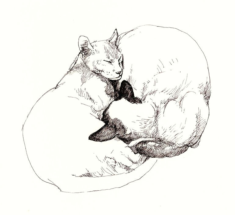 Ink Drawing Of A Cat Chinky and Chang Yin and Yang Drawing by Roz Mcquillan I Envy