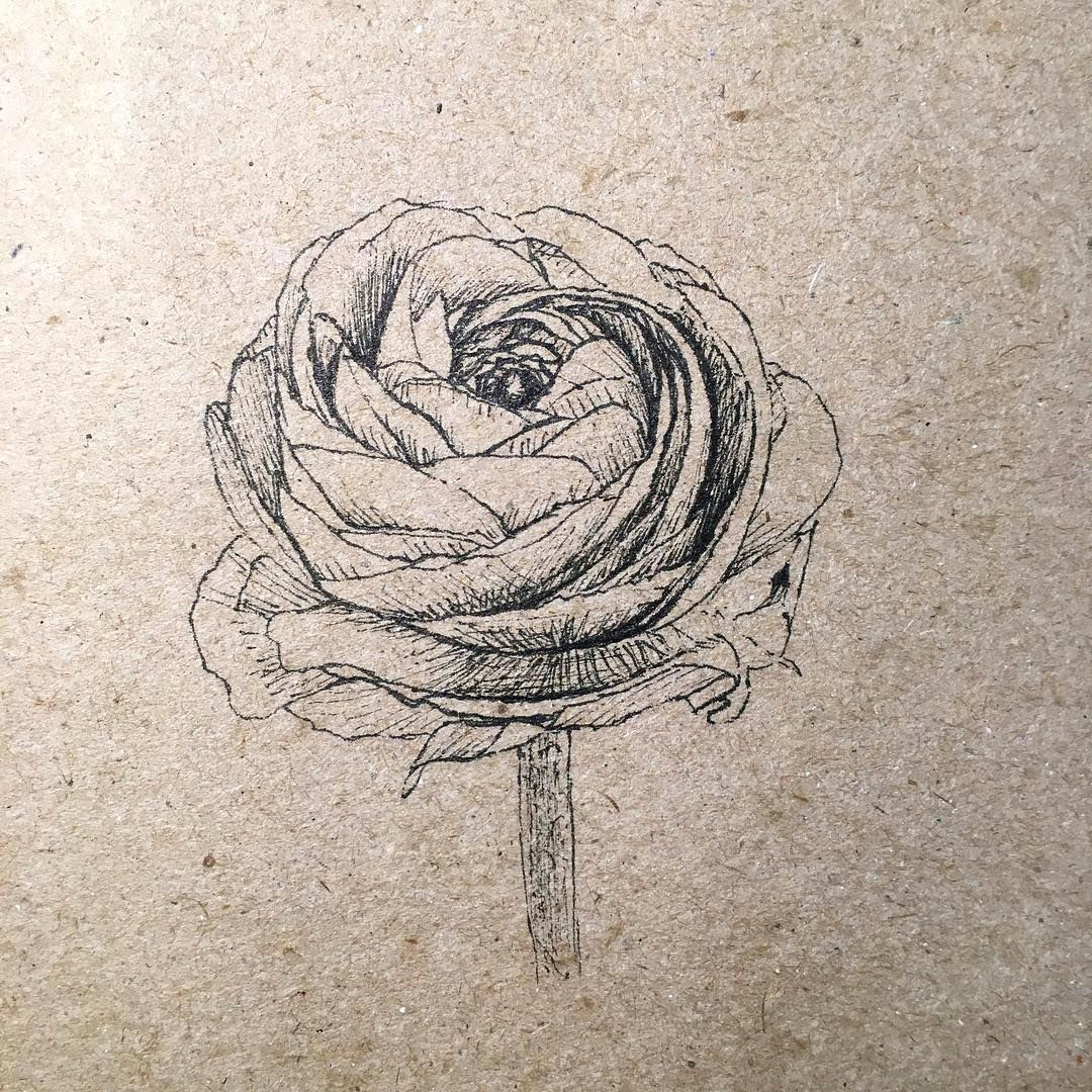 Ink Drawing Of A Rose Ranunculus Ink Drawing by Alla Ilena A Kova Drawing and Scetching