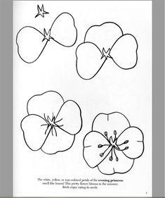 Instructions for Drawing A Rose 87 Best How to Draw Flowers Plants Images Drawing Flowers