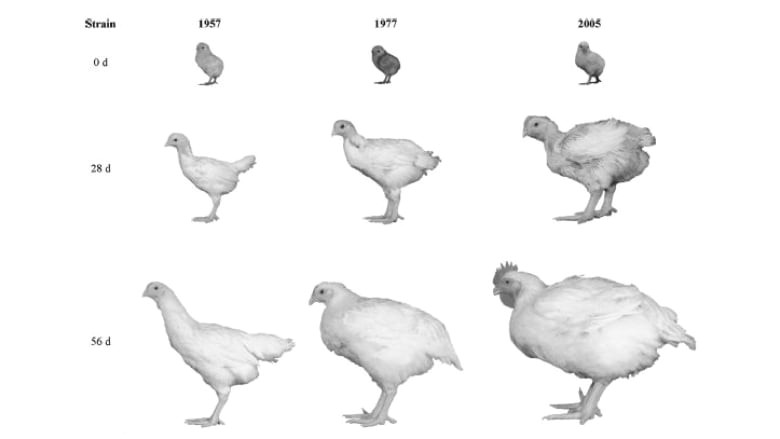 J Drawing Size Chickens are 4 Times Bigger today Than In 1950s Cbc News