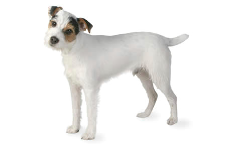 Jack Russell Dog Drawing Jack Russell Terrier Dog Breed Information Pictures