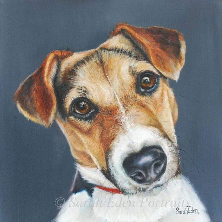 Jack Russell Dog Drawing Teal Jack Russell Painting by Sarah Eden Oil On Board 12 X 12 Jr